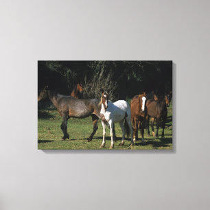 Wild Mustang Horses 1 Canvas Print