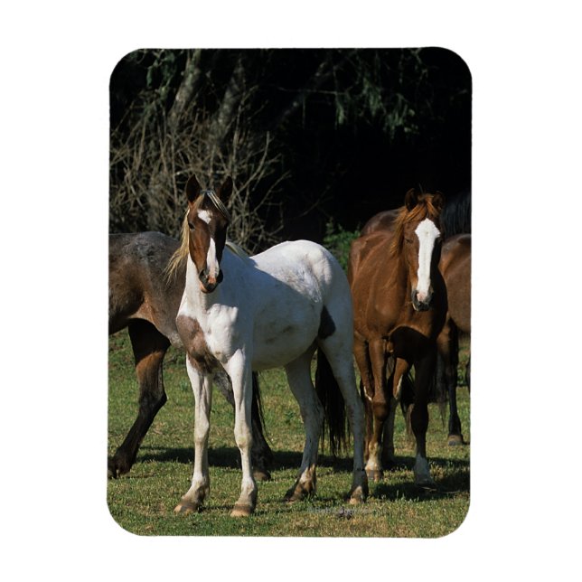 Wild Mustang Horses 1 Magnet (Vertical)