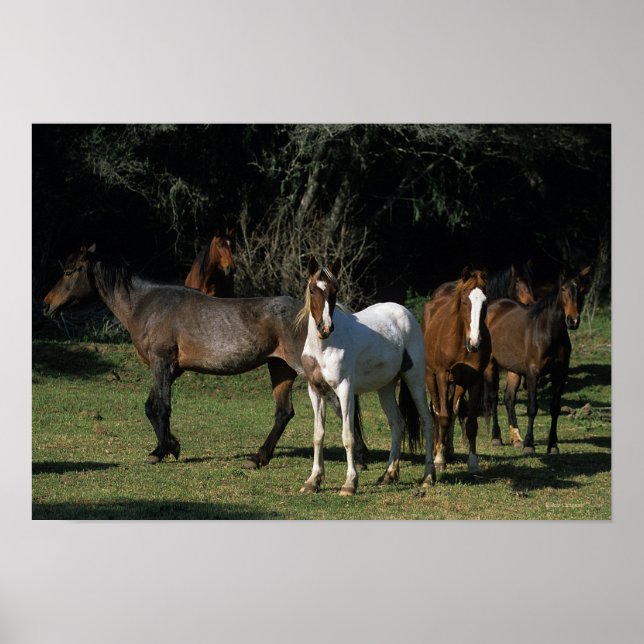 Wild Mustang Horses 1 Poster (Front)