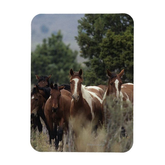 Wild Mustang Horses 2 Magnet (Vertical)
