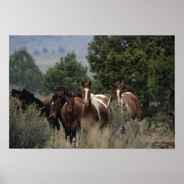 Wild Mustang Horses 2 Poster (Front)