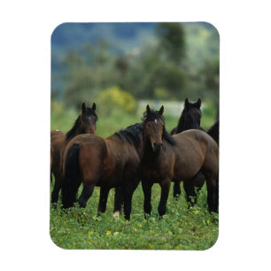 Wild Mustang Horses 3 Magnet