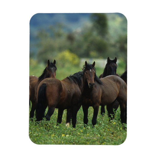 Wild Mustang Horses 3 Magnet (Vertical)