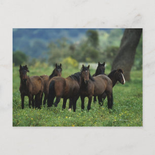 Wild Mustang Horses 3 Postcard