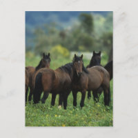 Wild Mustang Horses 3
