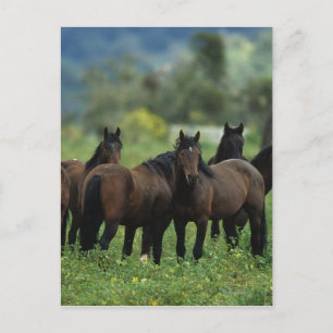 Wild Mustang Horses 3 Postcard