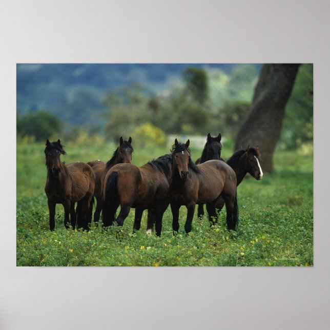 Wild Mustang Horses 3 Poster (Front)