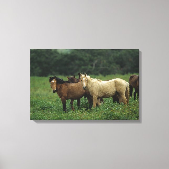 Wild Mustang Horses 4 Canvas Print (Front)