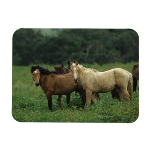 Wild Mustang Horses 4 Magnet