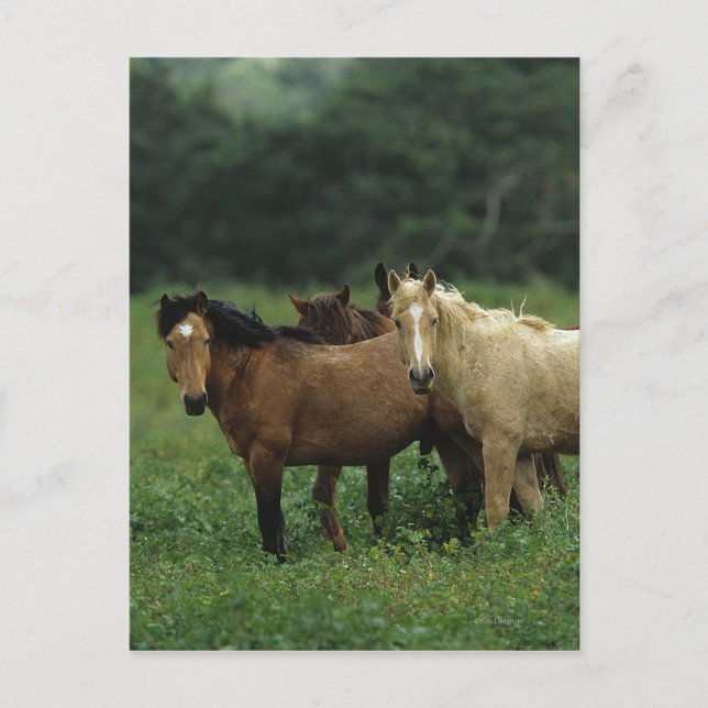 Wild Mustang Horses 4 Postcard (Front)