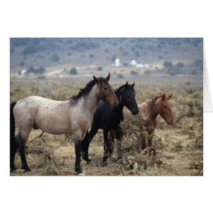 Wild Mustang Horses 5