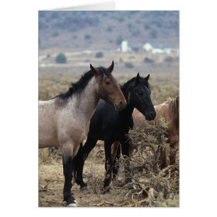 Wild Mustang Horses 5