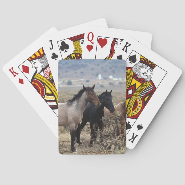 Wild Mustang Horses 5 Playing Cards (Back)