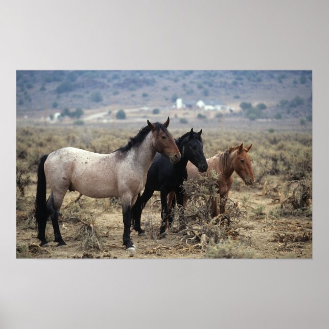 Wild Mustang Horses 5 Poster (Front)