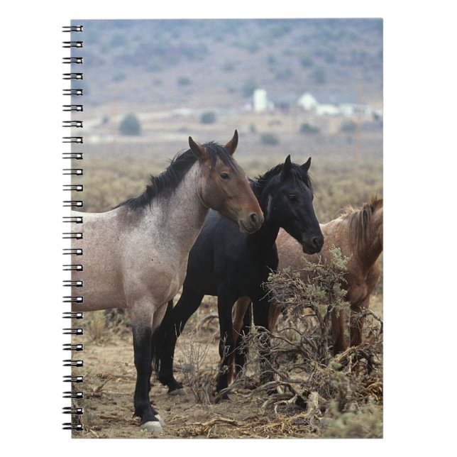 Wild Mustang Horses 5 Spiral Notebook (Front)
