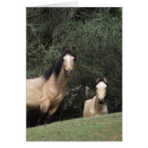 Wild Mustang Horses 6