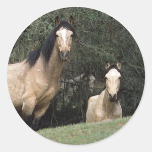 Wild Mustang Horses 6 Classic Round Sticker