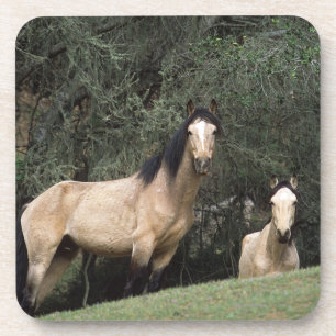 Wild Mustang Horses 6 Coaster