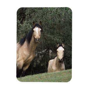 Wild Mustang Horses 6 Magnet