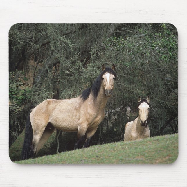 Wild Mustang Horses 6 Mouse Pad (Front)