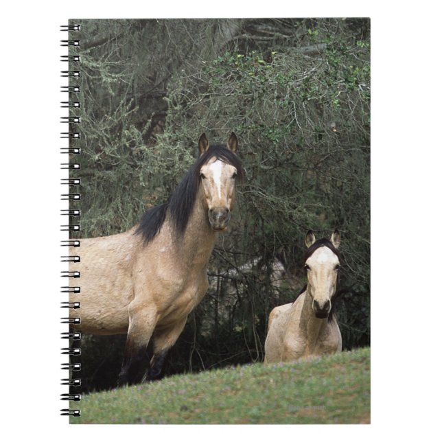 Wild Mustang Horses 6 Notebook (Front)