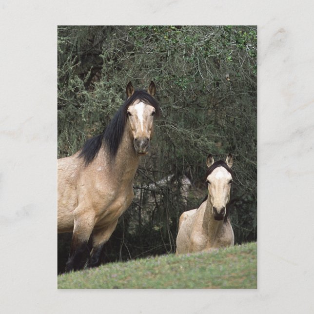Wild Mustang Horses 6 Postcard (Front)