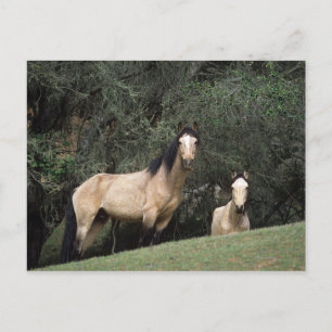 Wild Mustang Horses 6 Postcard