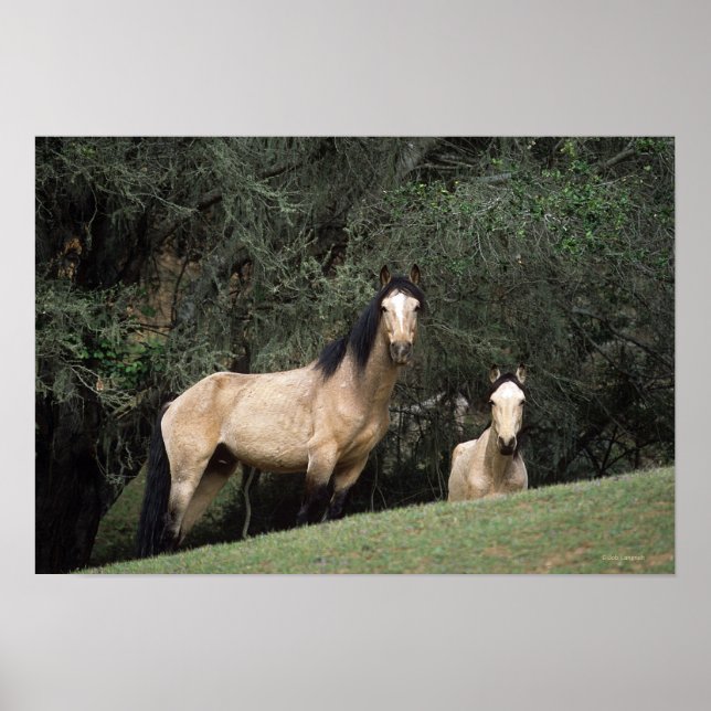Wild Mustang Horses 6 Poster (Front)