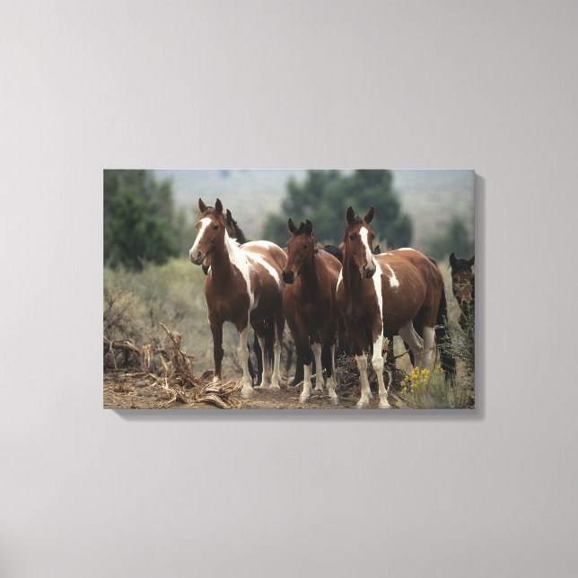 Wild Mustang Horses 7 Canvas Print (Front)