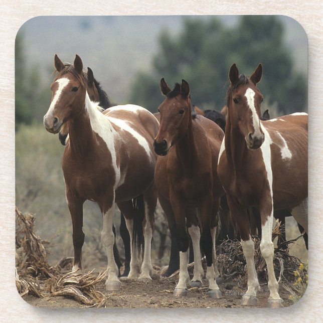 Wild Mustang Horses 7 Coaster (Front)