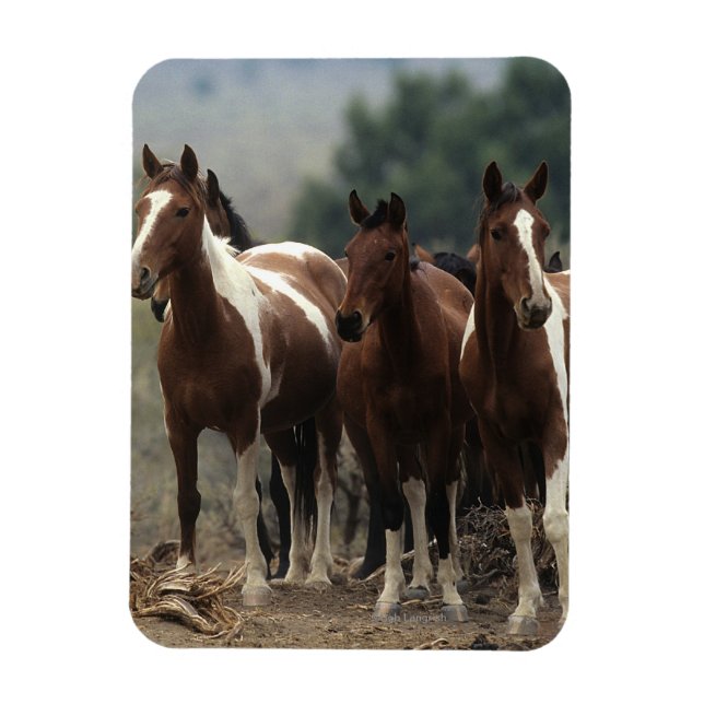 Wild Mustang Horses 7 Magnet (Vertical)