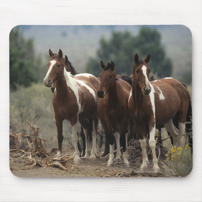 Wild Mustang Horses 7 Mouse Pad (Front)