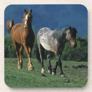 Wild Mustang Horses Coaster