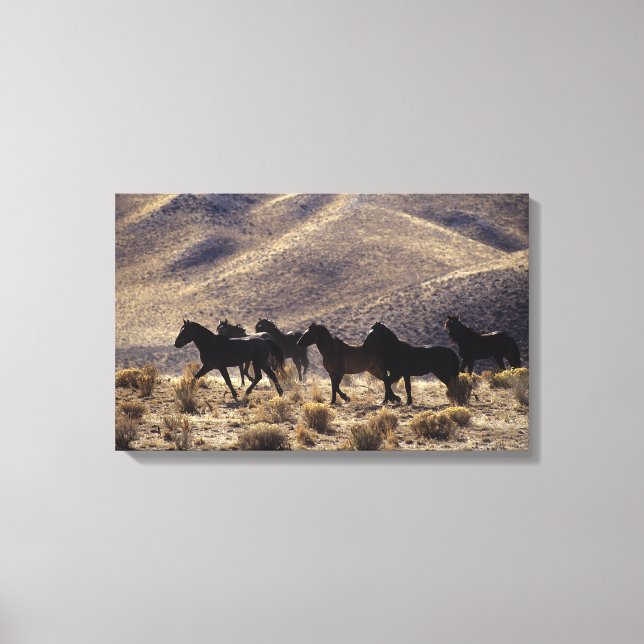 Wild Mustang Horses in the Desert 1 Canvas Print (Front)
