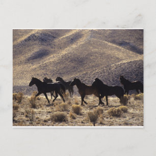 Wild Mustang Horses in the Desert 1 Postcard