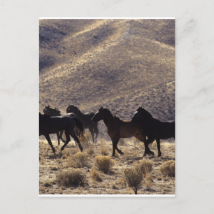 Wild Mustang Horses in the Desert 1 Postcard