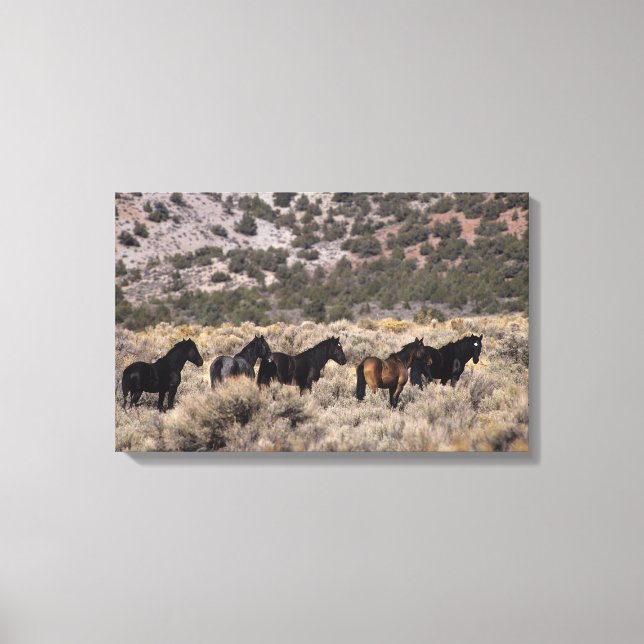 Wild Mustang Horses in the Desert 2 Canvas Print (Front)