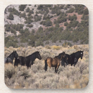 Wild Mustang Horses in the Desert 2 Coaster