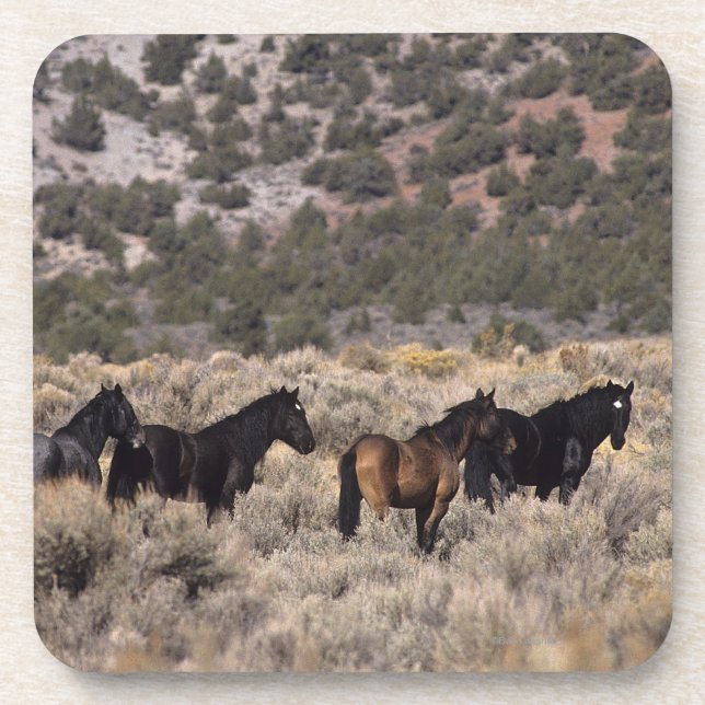 Wild Mustang Horses in the Desert 2 Coaster (Front)