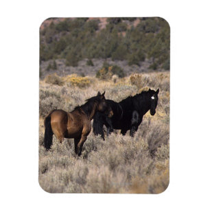 Wild Mustang Horses in the Desert 2 Magnet