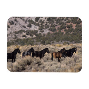 Wild Mustang Horses in the Desert 2 Magnet
