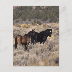 Wild Mustang Horses in the Desert 2 Postcard