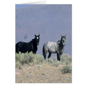 Wild Mustang Horses in the Desert 3
