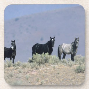 Wild Mustang Horses in the Desert 3 Coaster