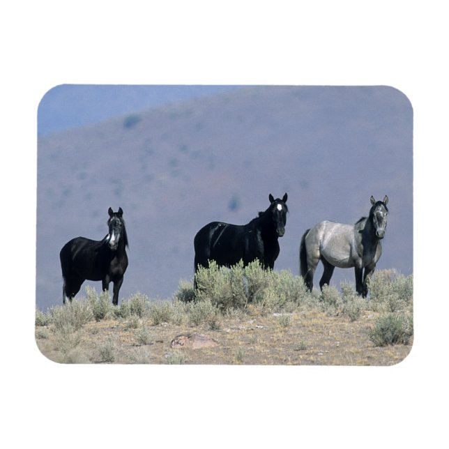 Wild Mustang Horses in the Desert 3 Magnet (Horizontal)