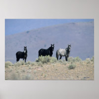 Wild Mustang Horses in the Desert 3