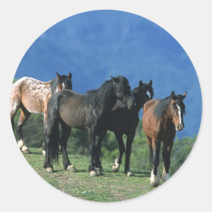 Wild Mustang Horses in the Mountains Classic Round Sticker