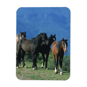 Wild Mustang Horses in the Mountains Magnet