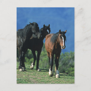 Wild Mustang Horses in the Mountains Postcard