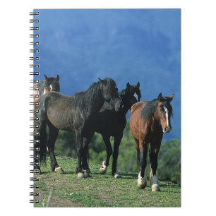 Wild Mustang Horses in the Mountains Spiral Notebook
